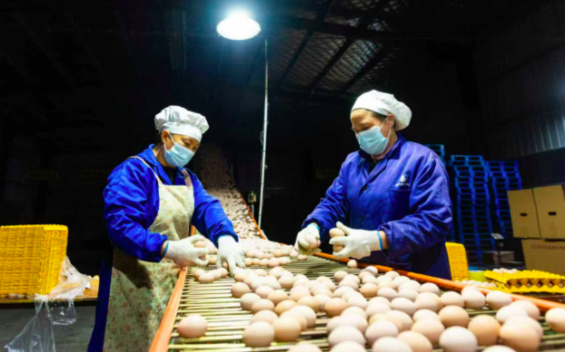 科技赋能生态养鸡 一枚“凤玖玖”蛋的现代化突围之路